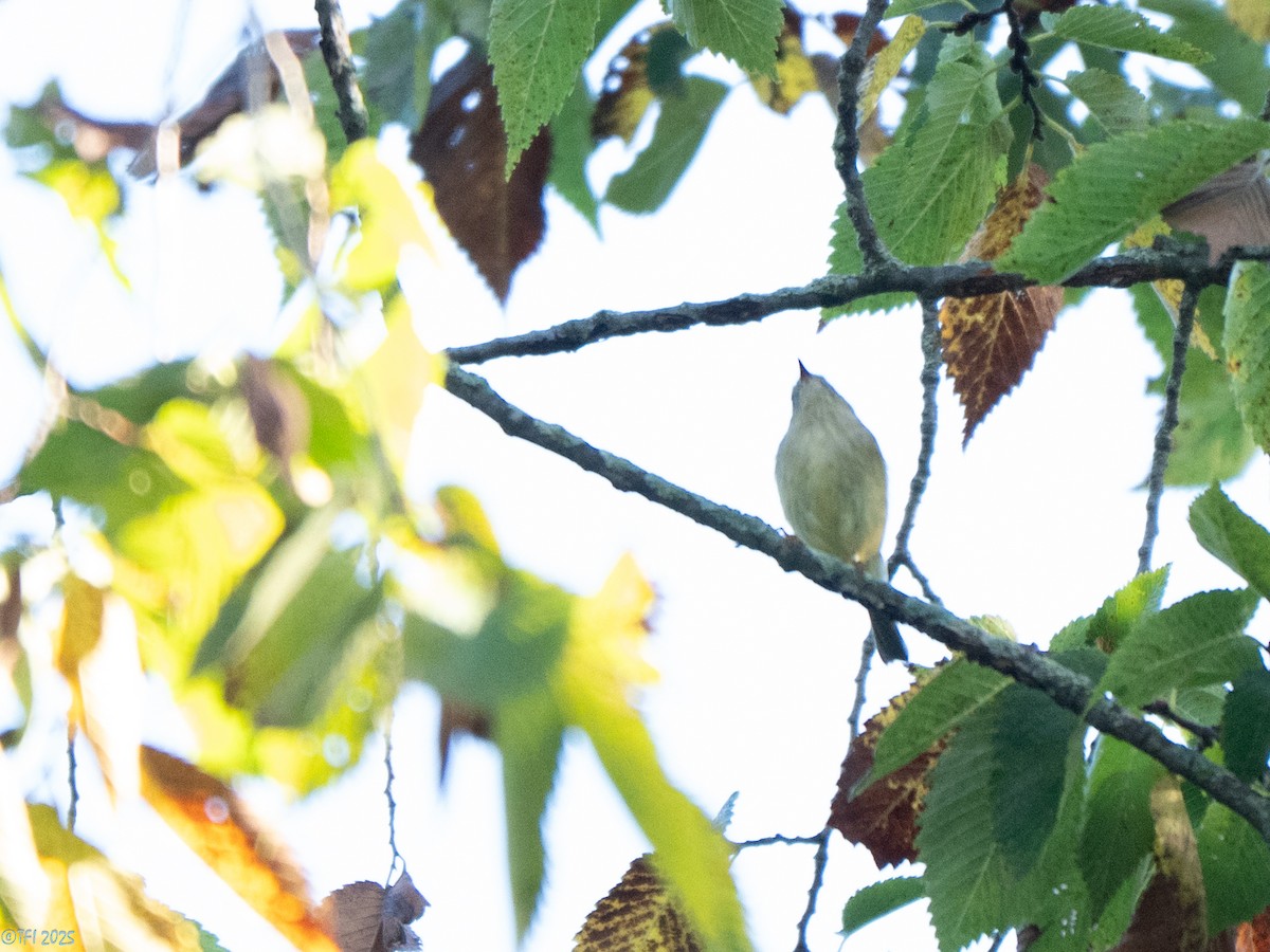Ruby-crowned Kinglet - ML642082676