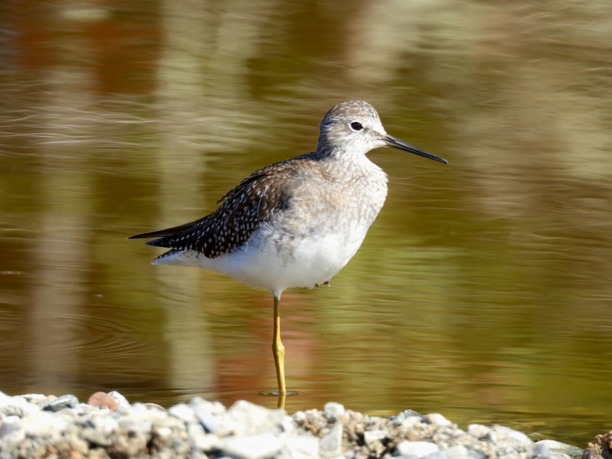 Lesser Yellowlegs - ML642082678