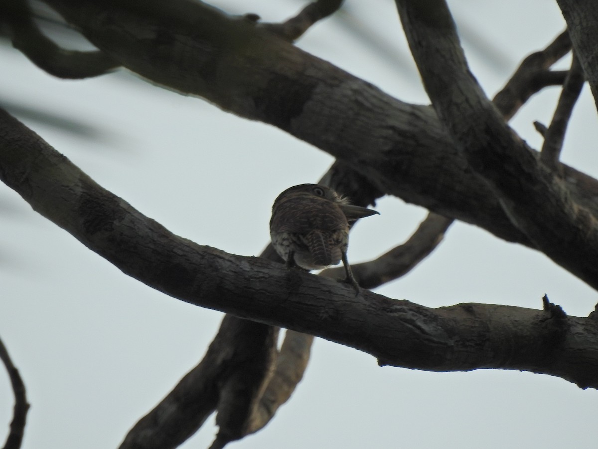 Eastern Striolated-Puffbird (Natterer's) - ML642082680