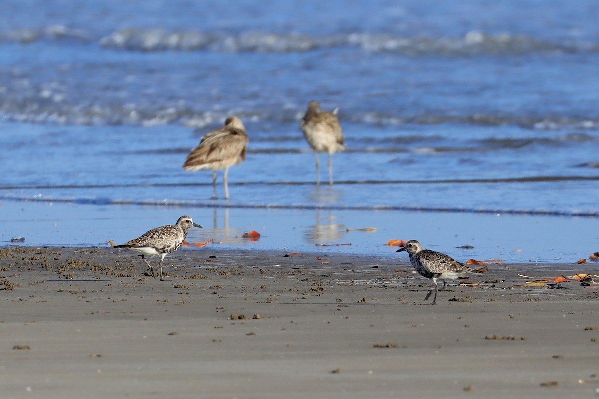 Black-bellied Plover - ML642082681