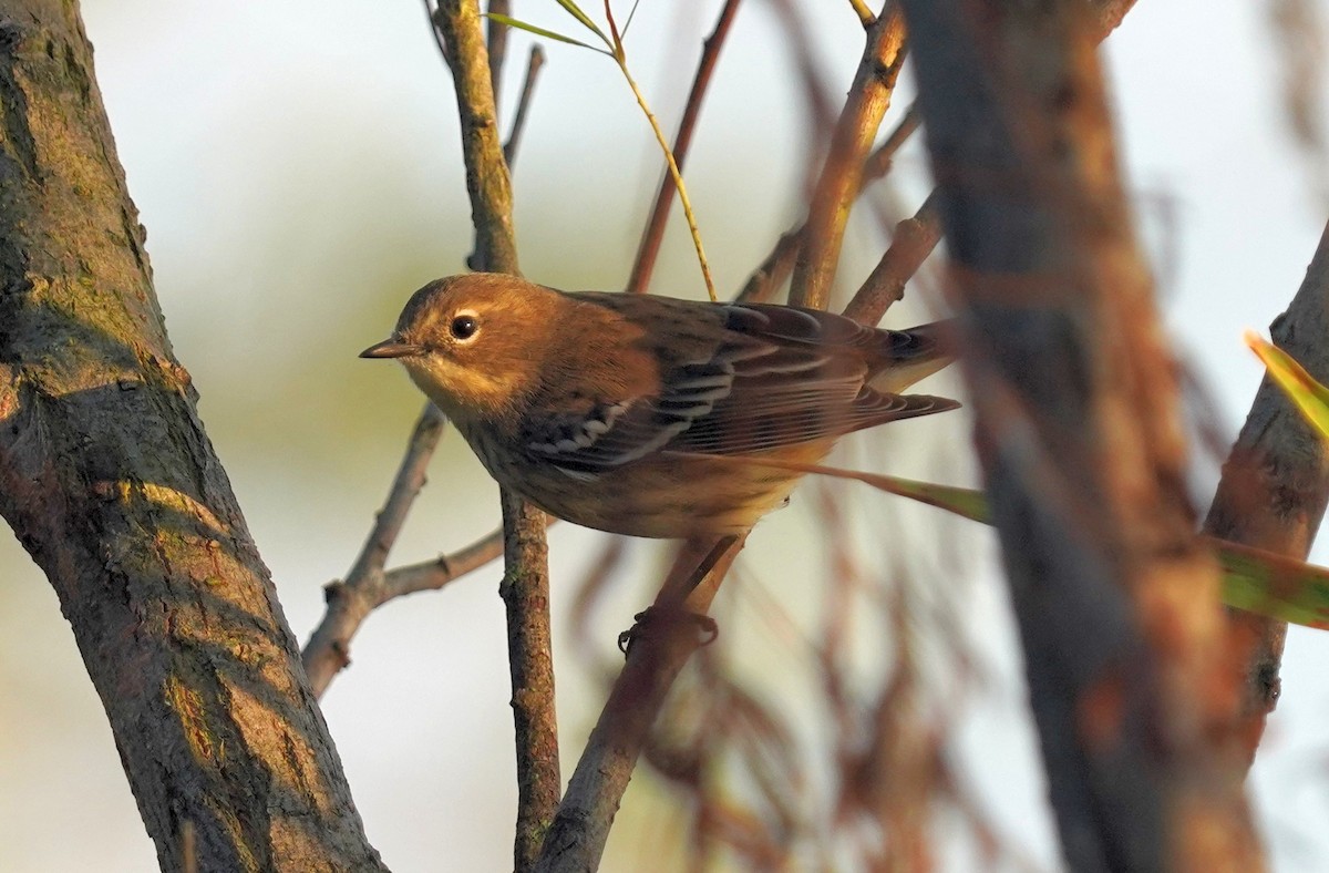 Taçlı Ötleğen (coronata) - ML642082696