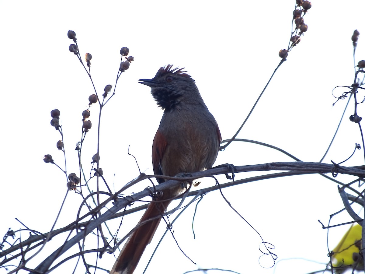 Sooty-fronted Spinetail - ML642082708