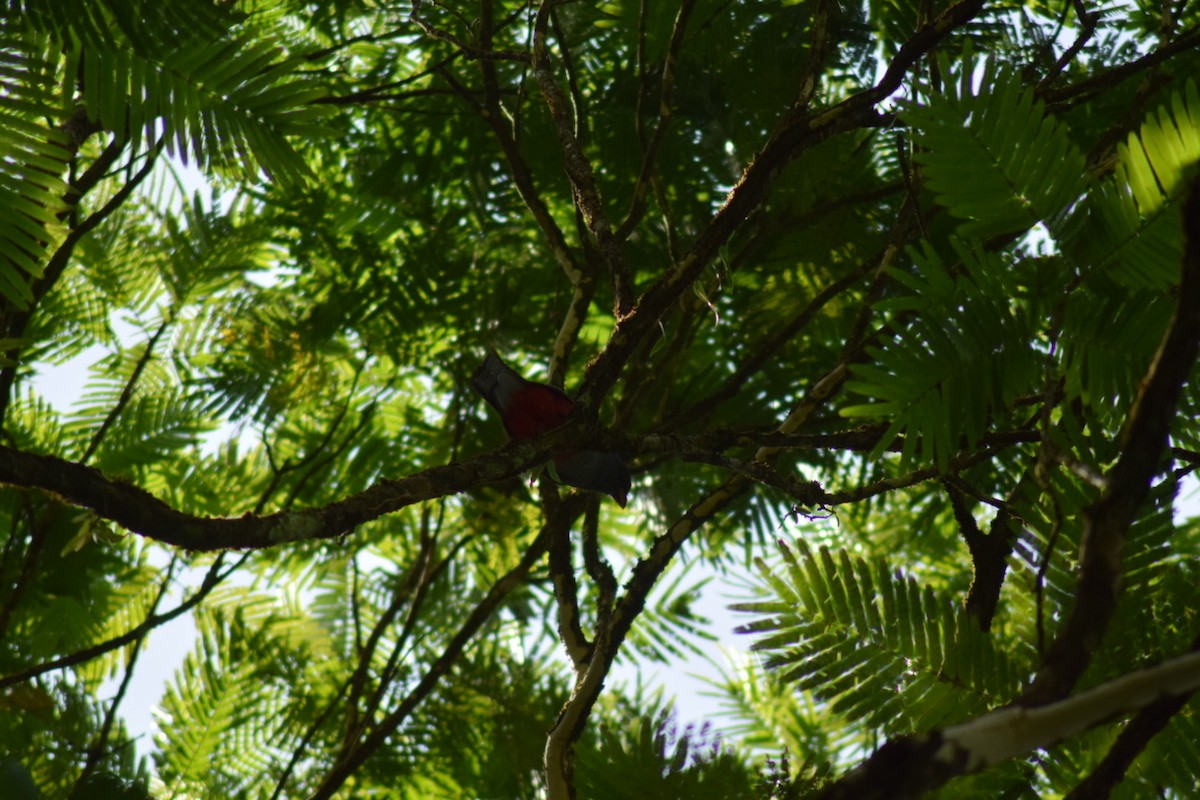 Schieferschwanztrogon - ML642082710