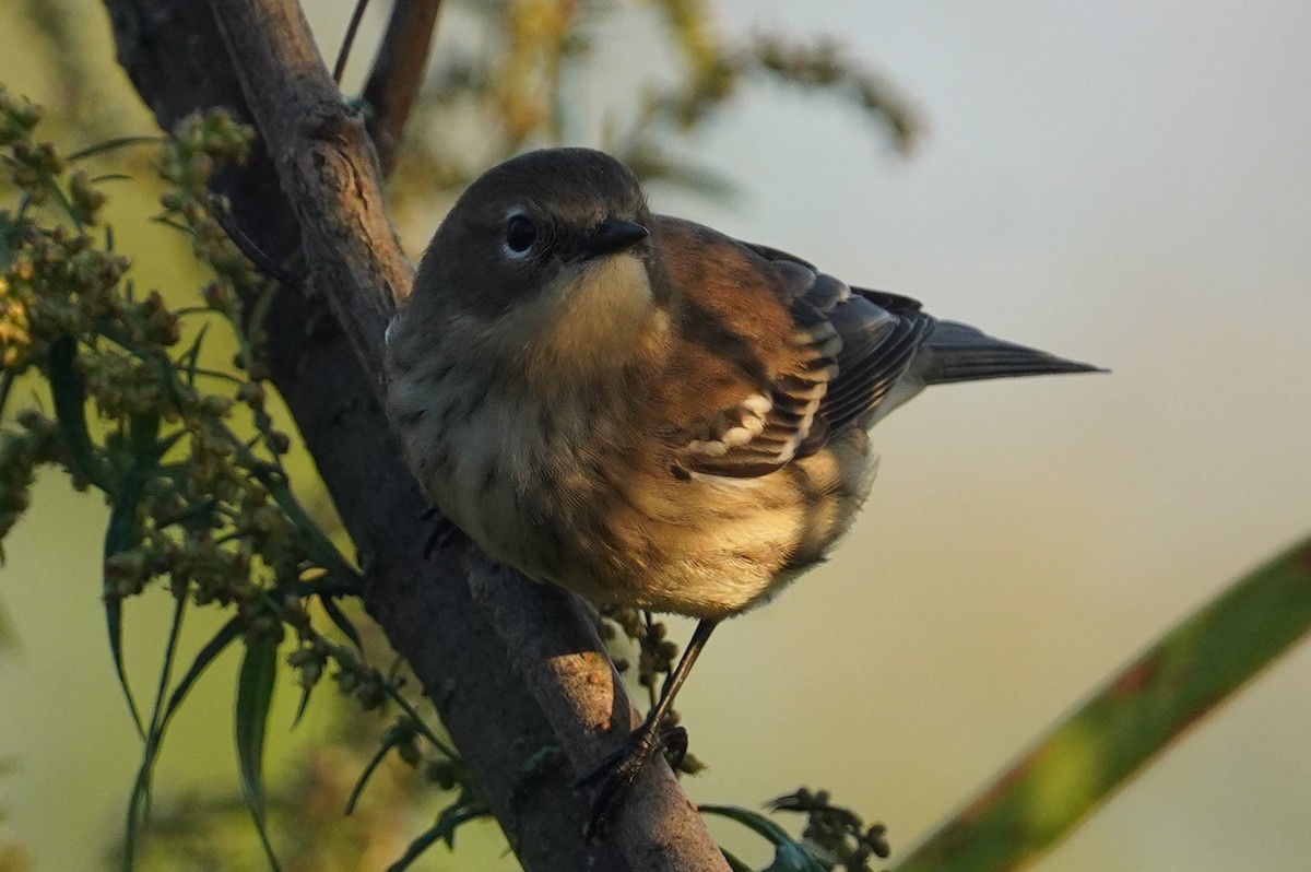 Taçlı Ötleğen (coronata) - ML642082712