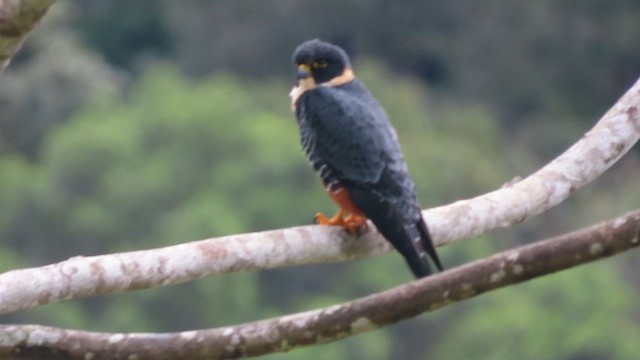 Bat Falcon - ML642082731