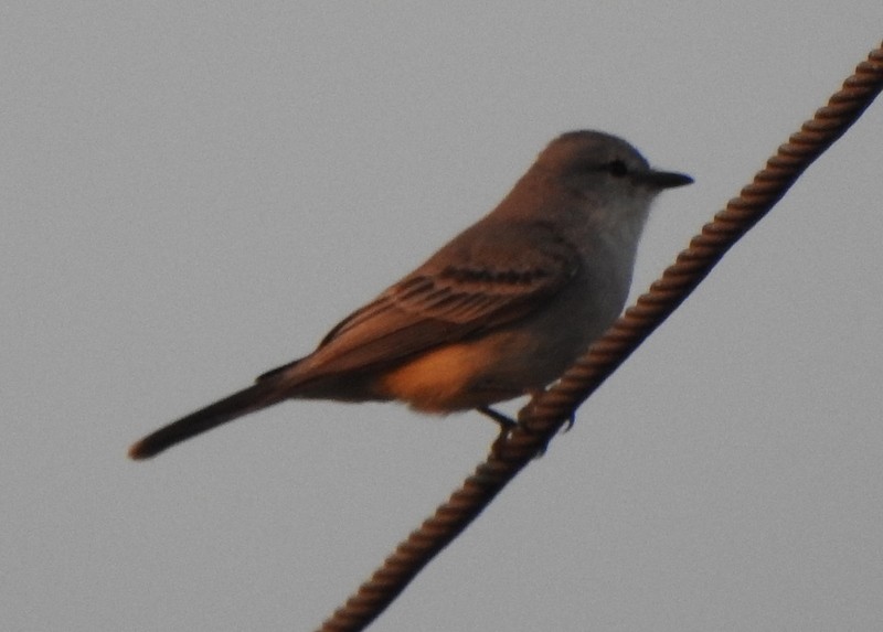 Çapada Tiranuleti - ML642082733