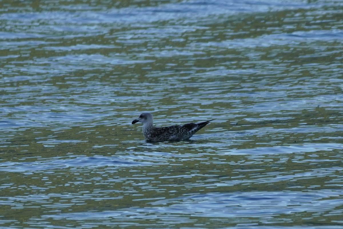 Lesser Black-backed Gull - ML642082735