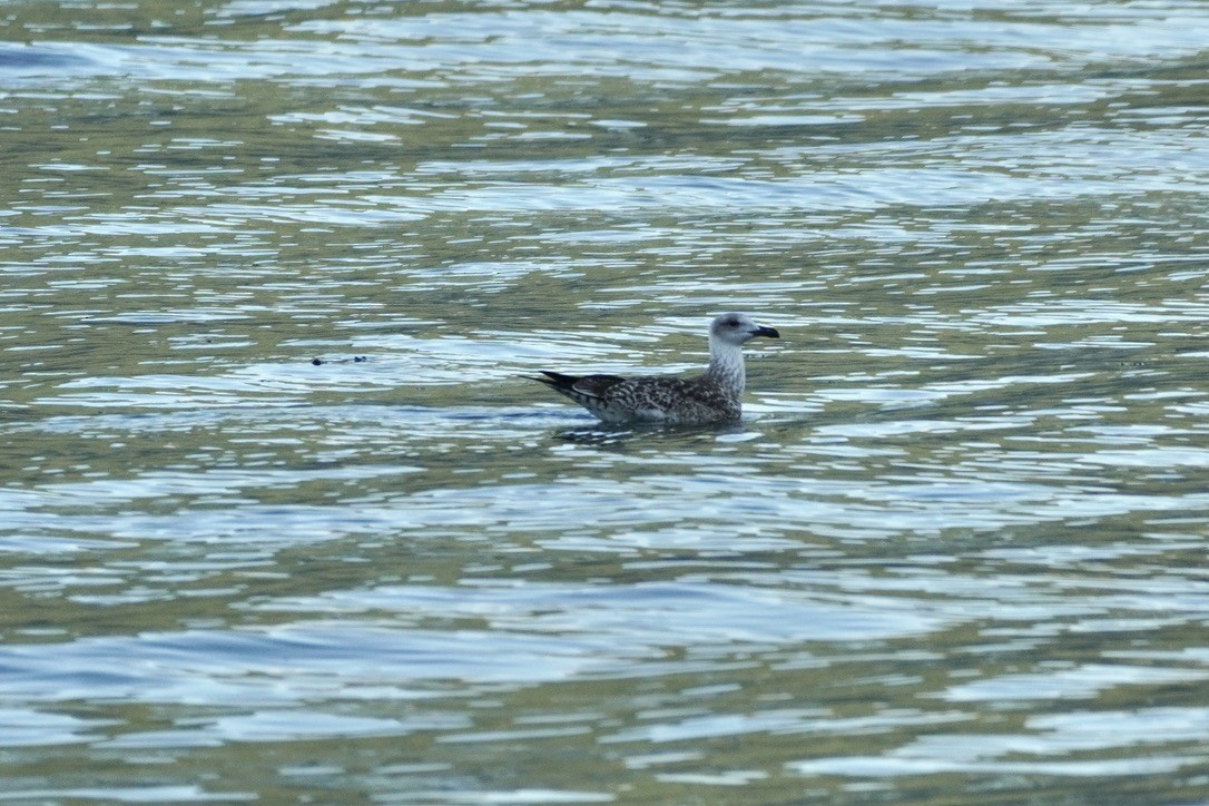 Lesser Black-backed Gull - ML642082744