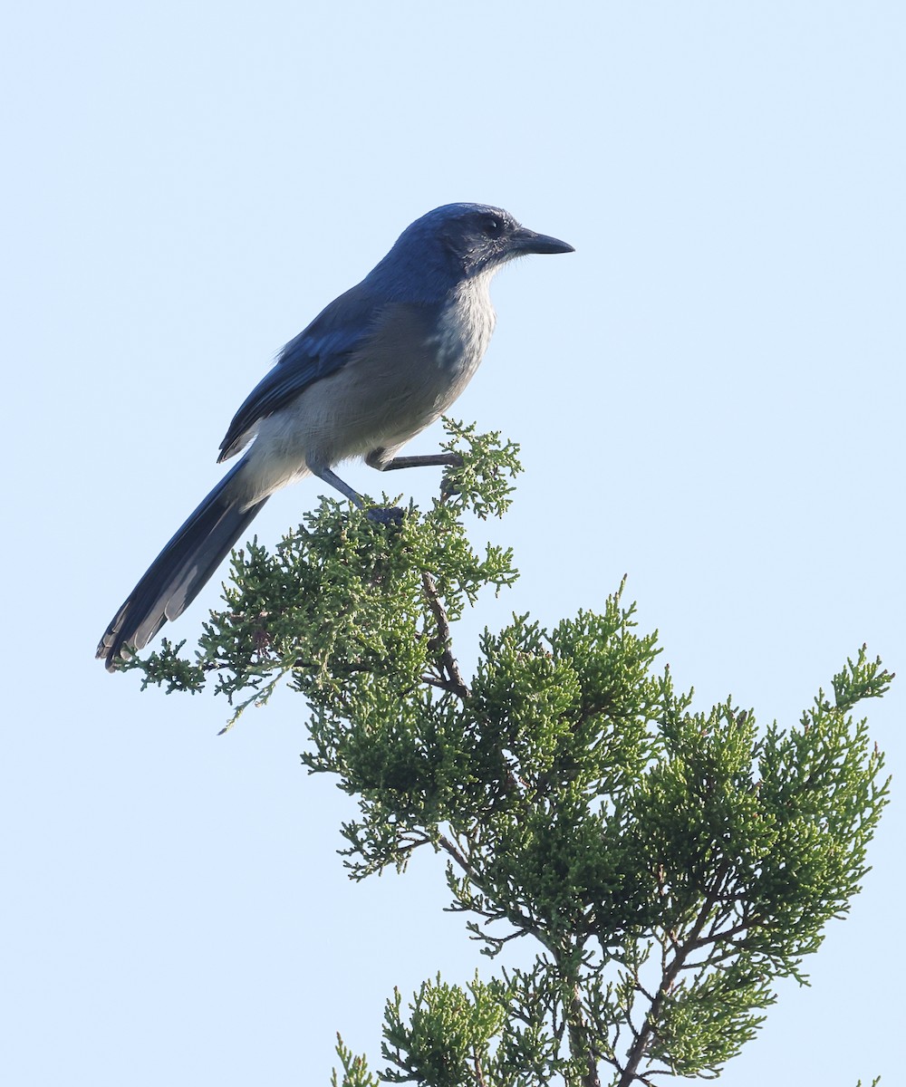 Woodhouse's Scrub-Jay - ML642082772
