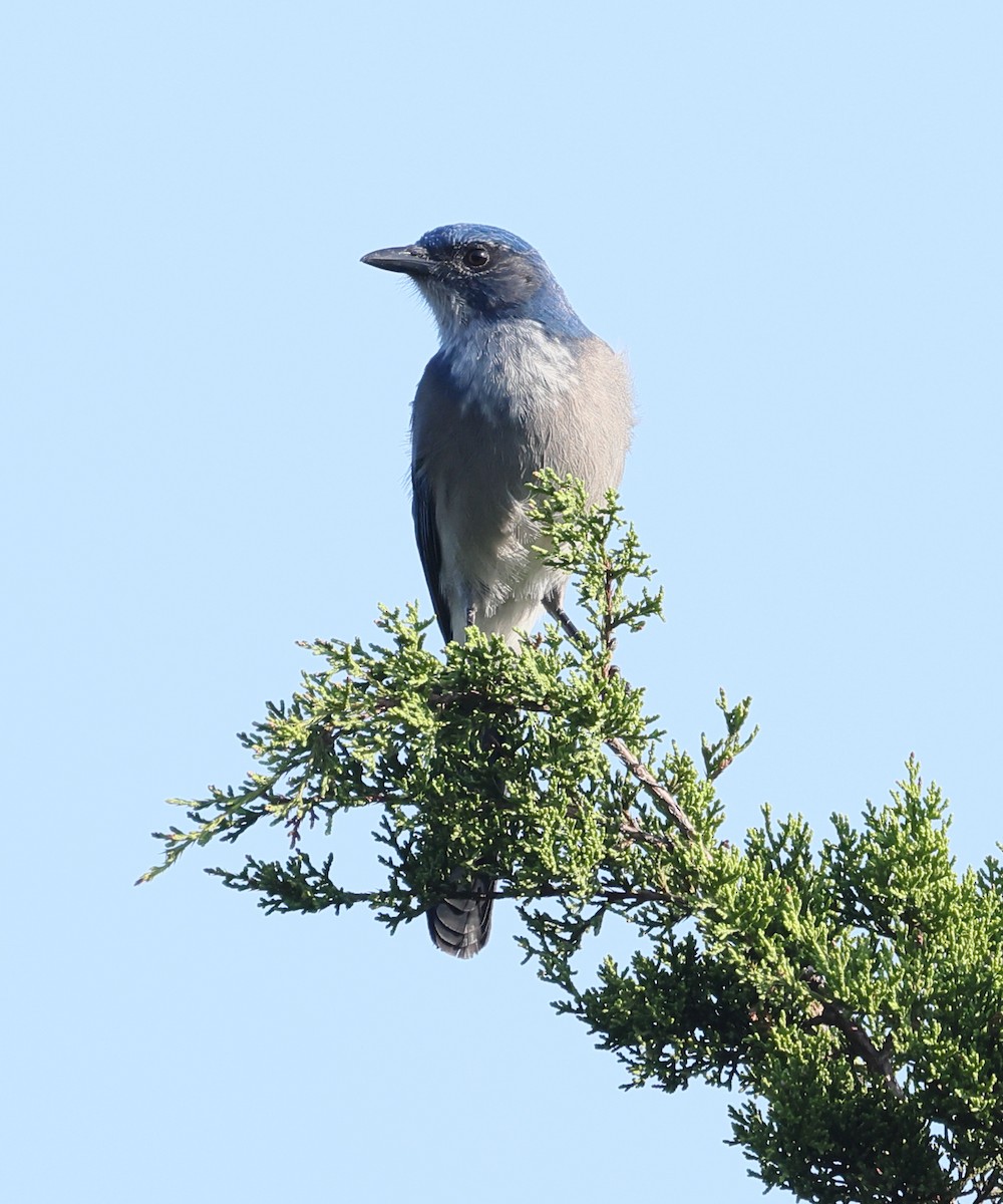 Woodhouse's Scrub-Jay - ML642082773