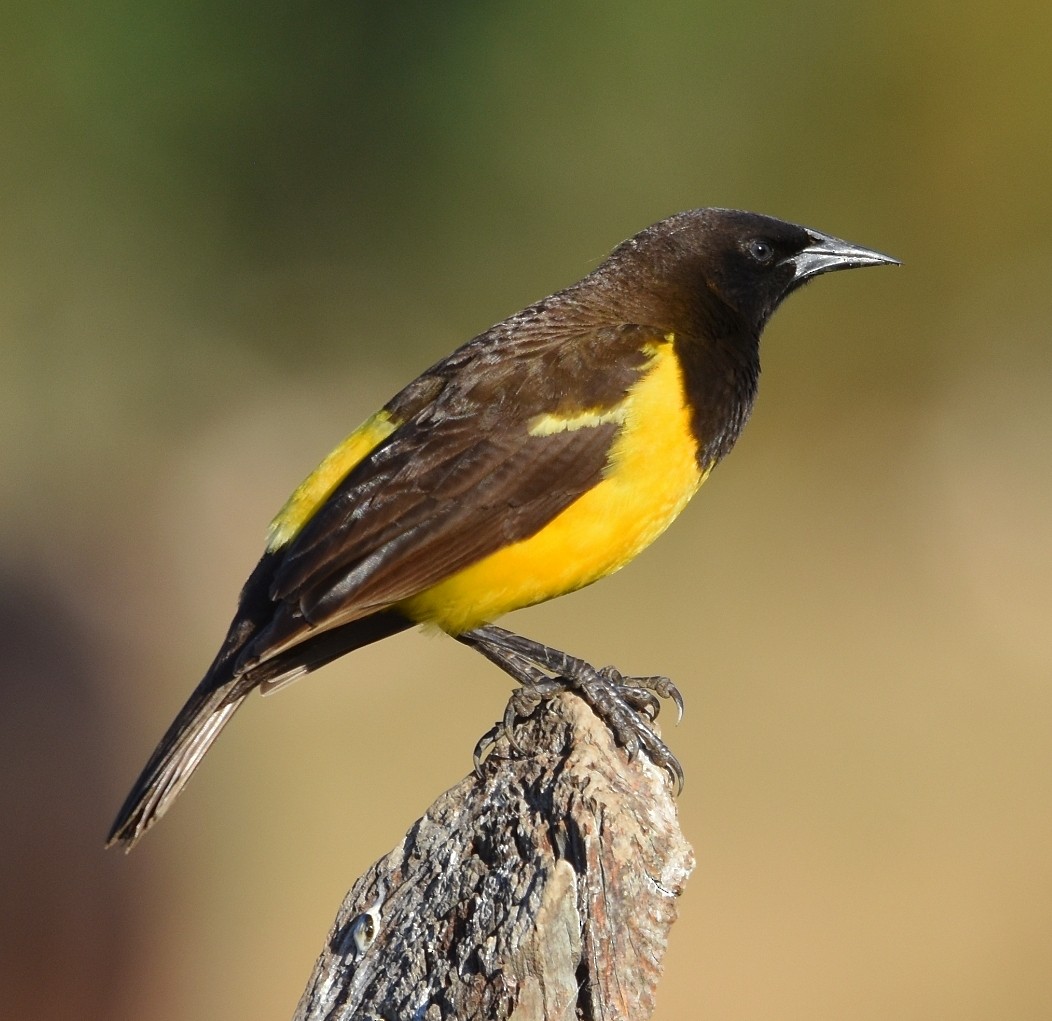 Yellow-rumped Marshbird - ML642082775