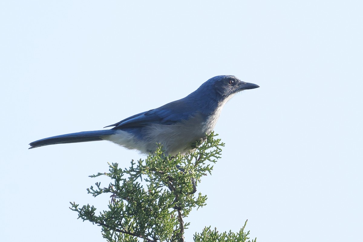 Woodhouse's Scrub-Jay - ML642082776