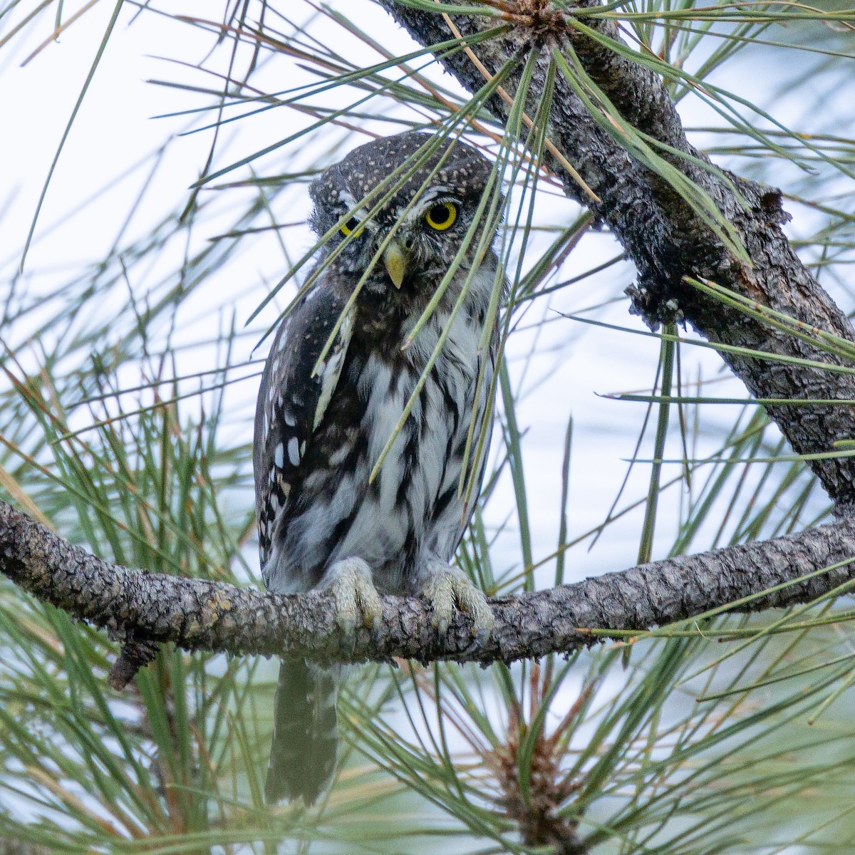 Northern Pygmy-Owl - ML642082777