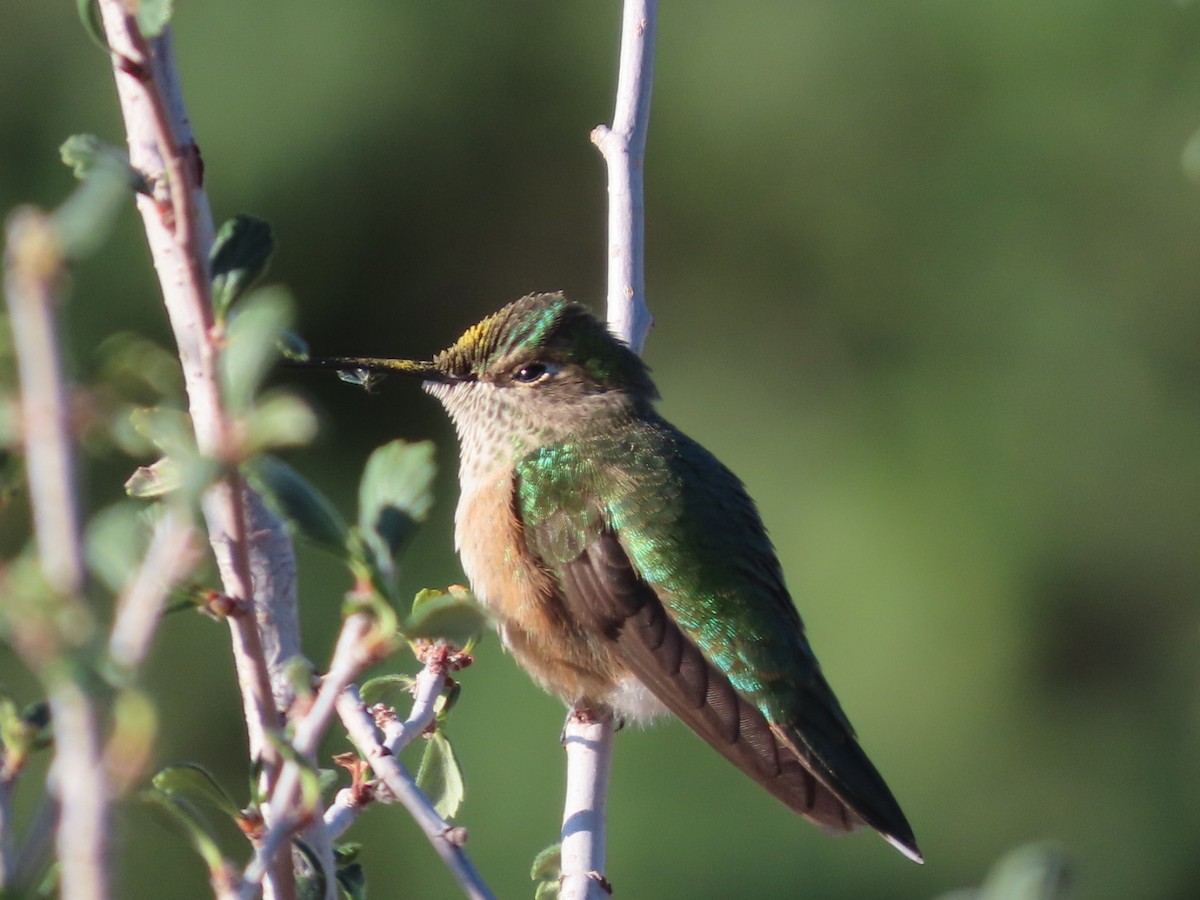 Broad-tailed Hummingbird - ML642082781