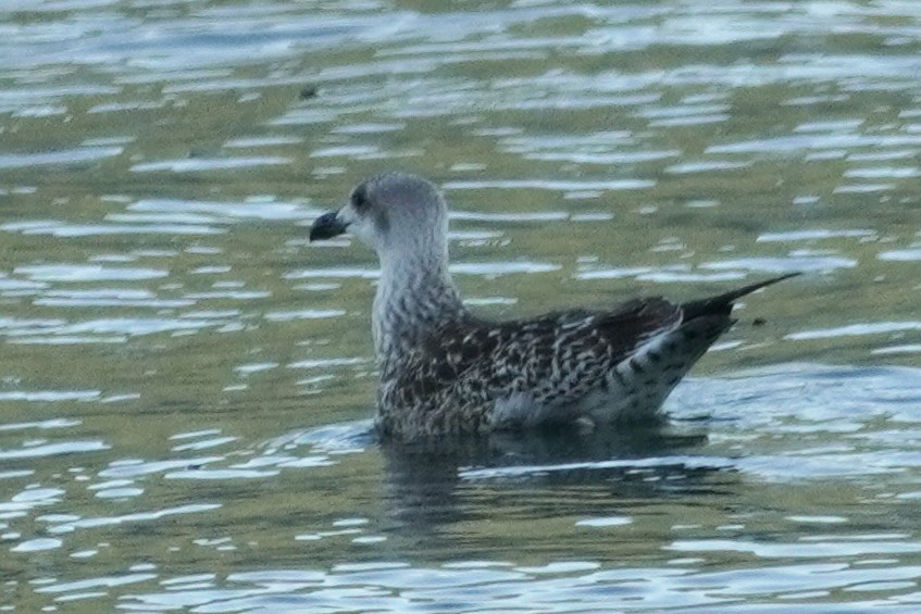Lesser Black-backed Gull - ML642082786