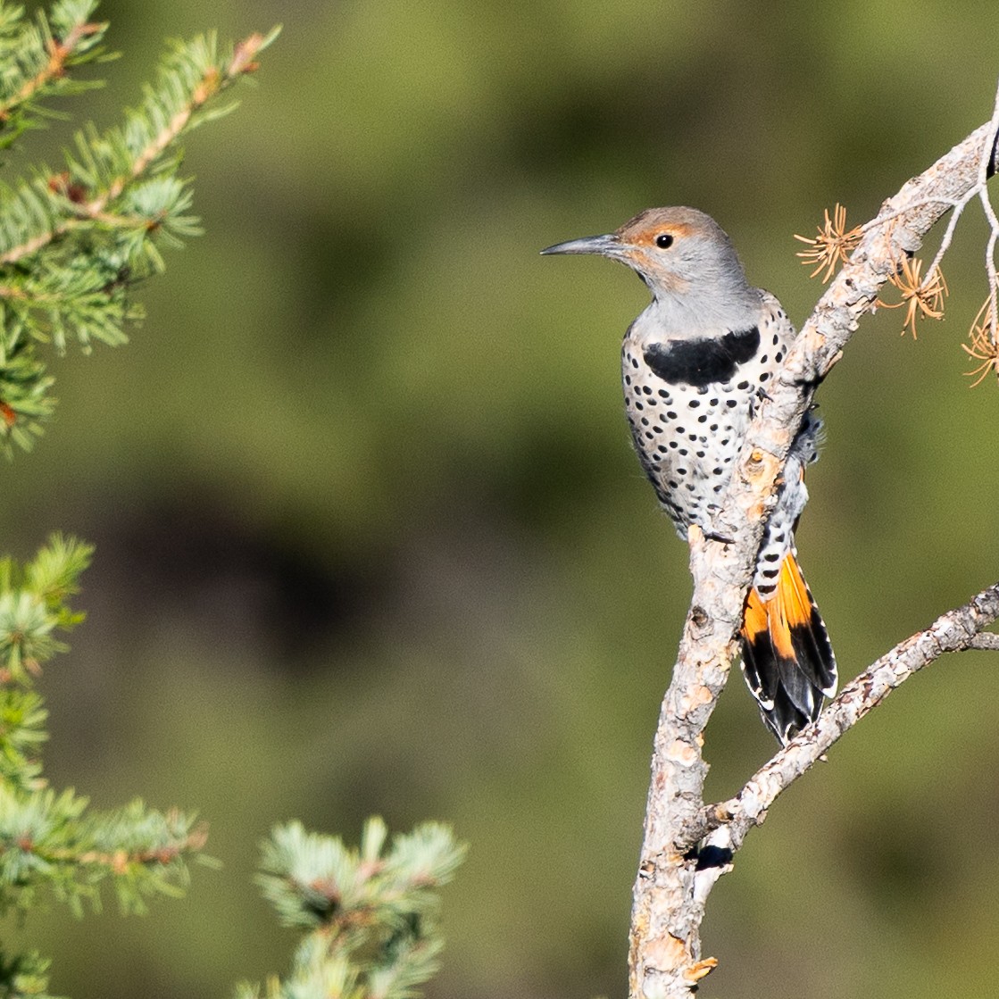 Northern Flicker - ML642082787