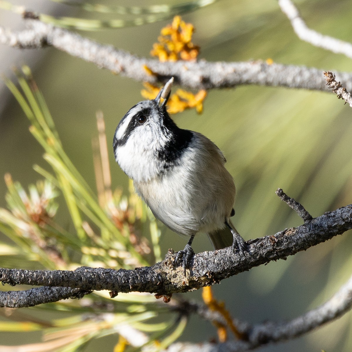 Mountain Chickadee - ML642082790