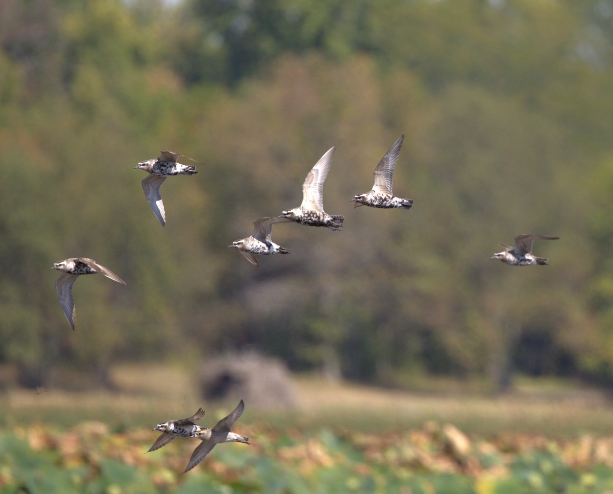 American Golden-Plover - ML642082791