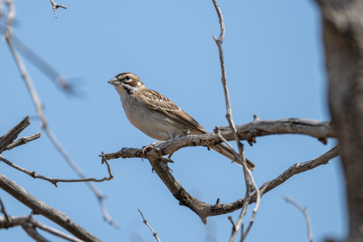 Lark Sparrow - ML642082792