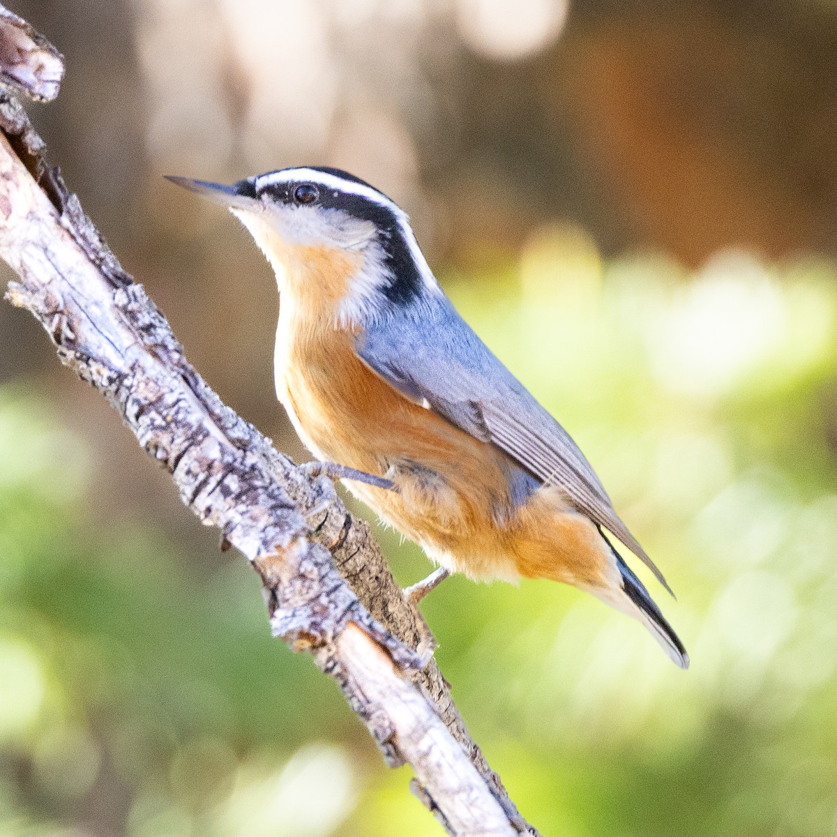 Red-breasted Nuthatch - ML642082794