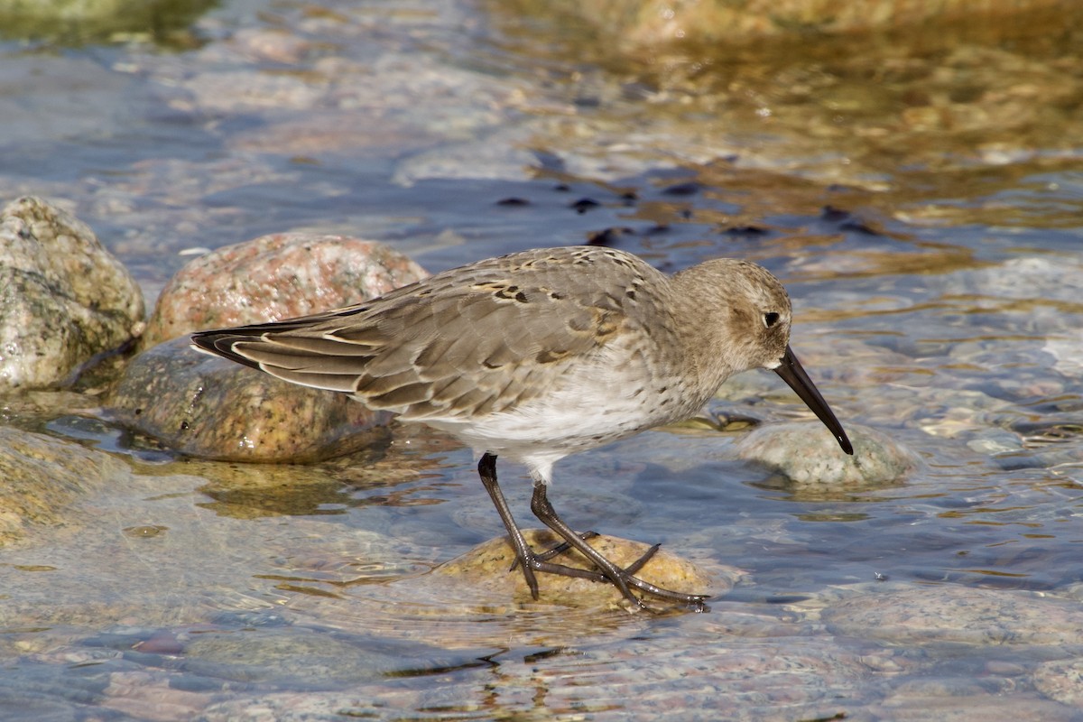 Alpenstrandläufer - ML642082795
