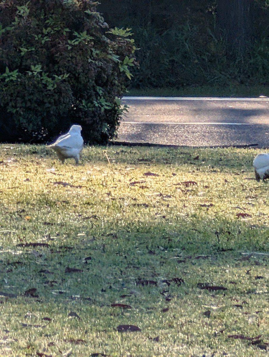 Little Corella - ML642082801