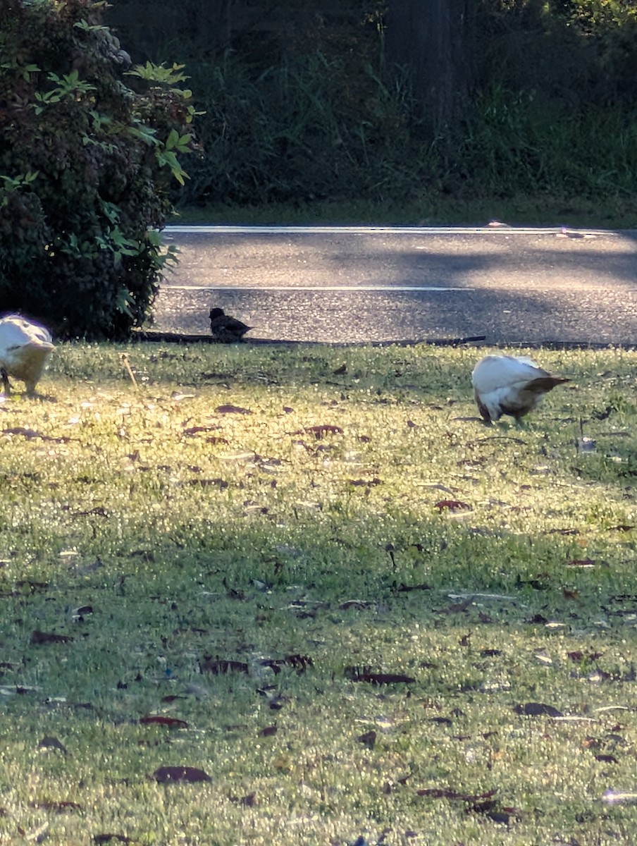 Little Corella - ML642082802