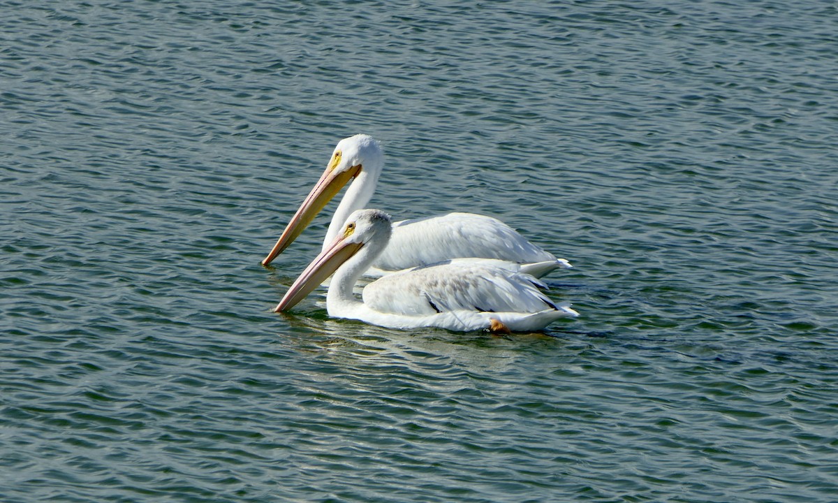 American White Pelican - ML642082803