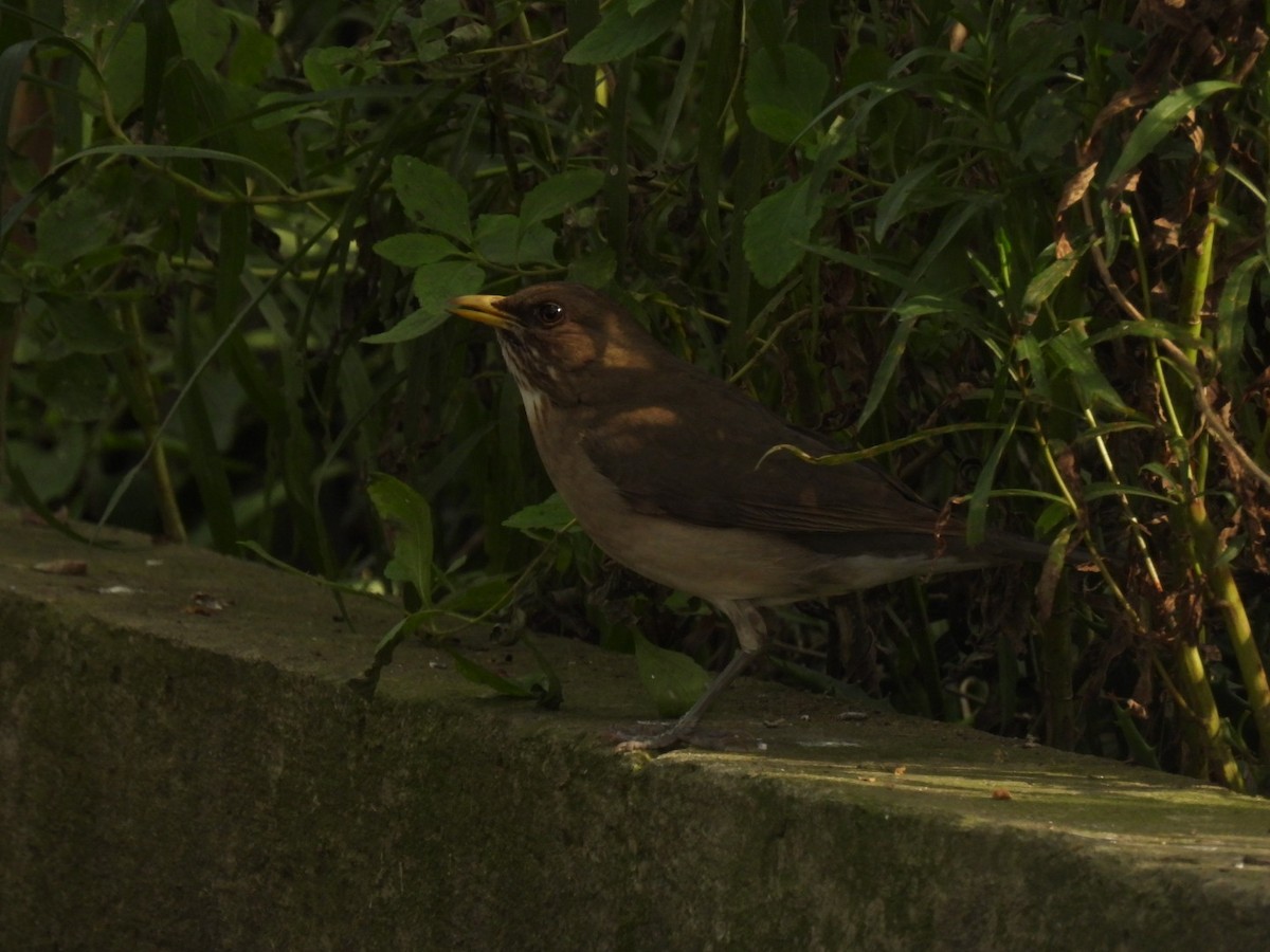 Creamy-bellied Thrush - ML642082806