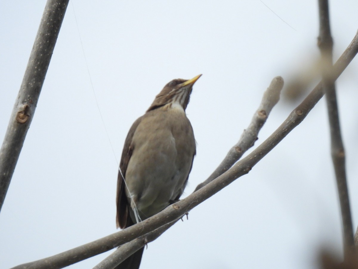 Creamy-bellied Thrush - ML642082807