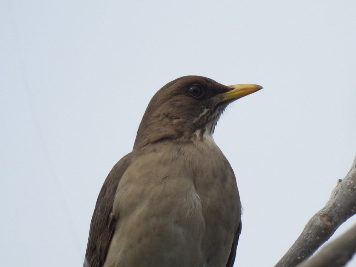 Creamy-bellied Thrush - ML642082808