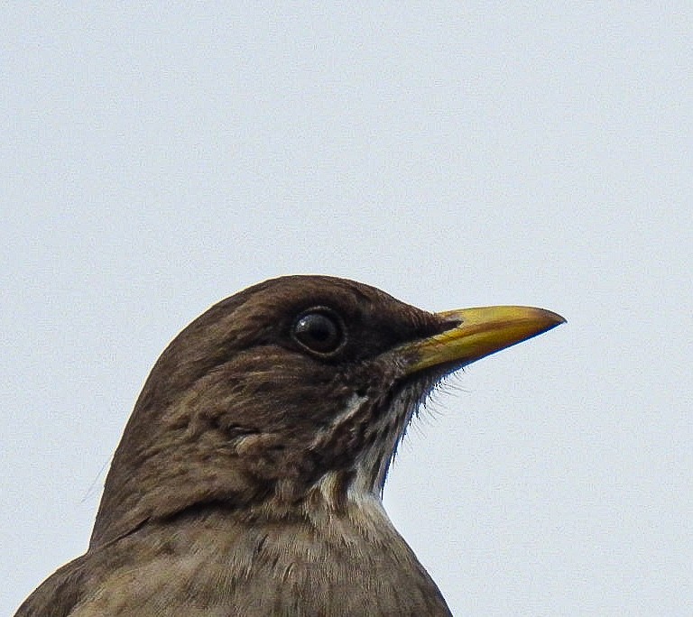 Creamy-bellied Thrush - ML642082809