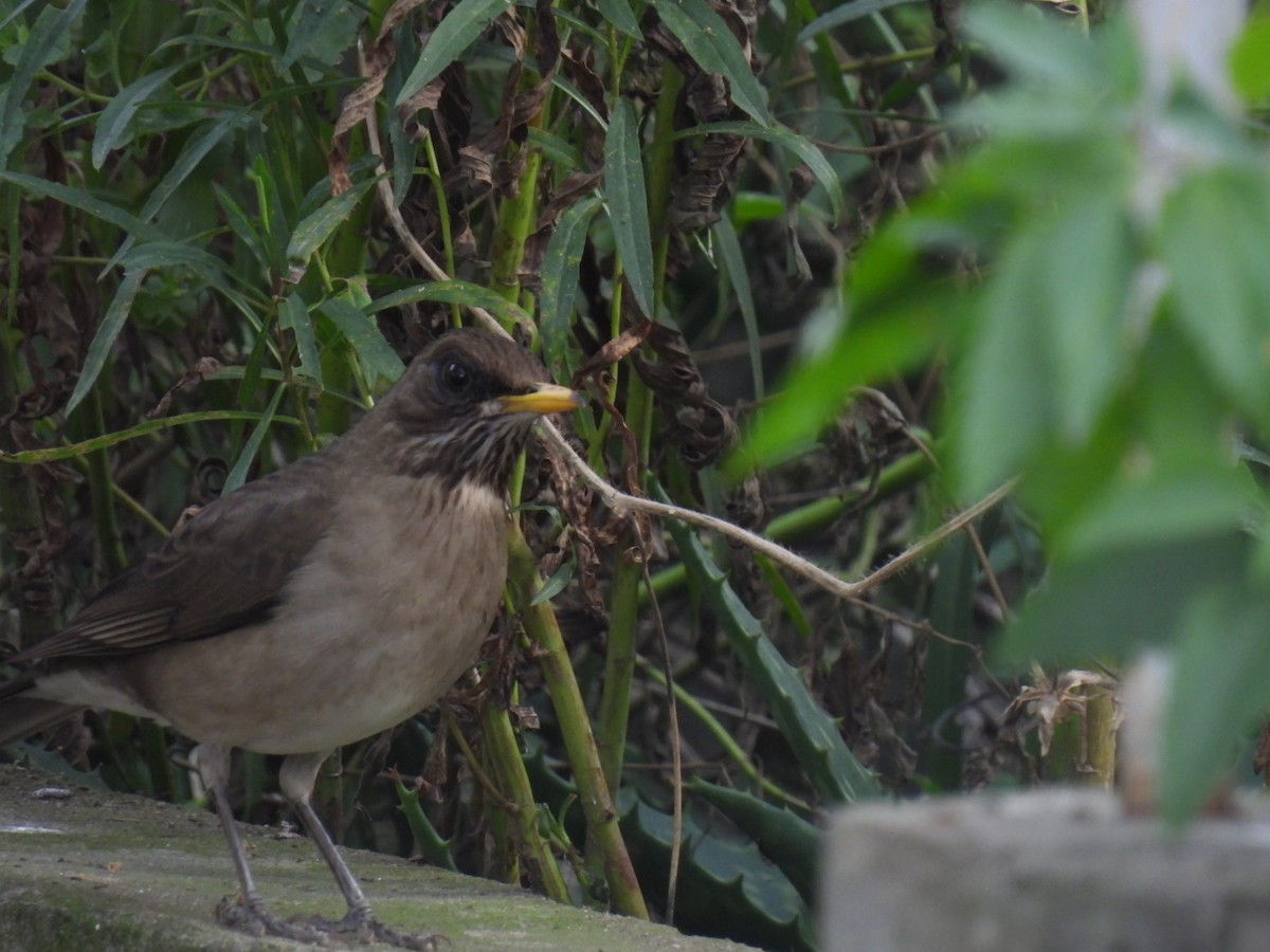 Creamy-bellied Thrush - ML642082810