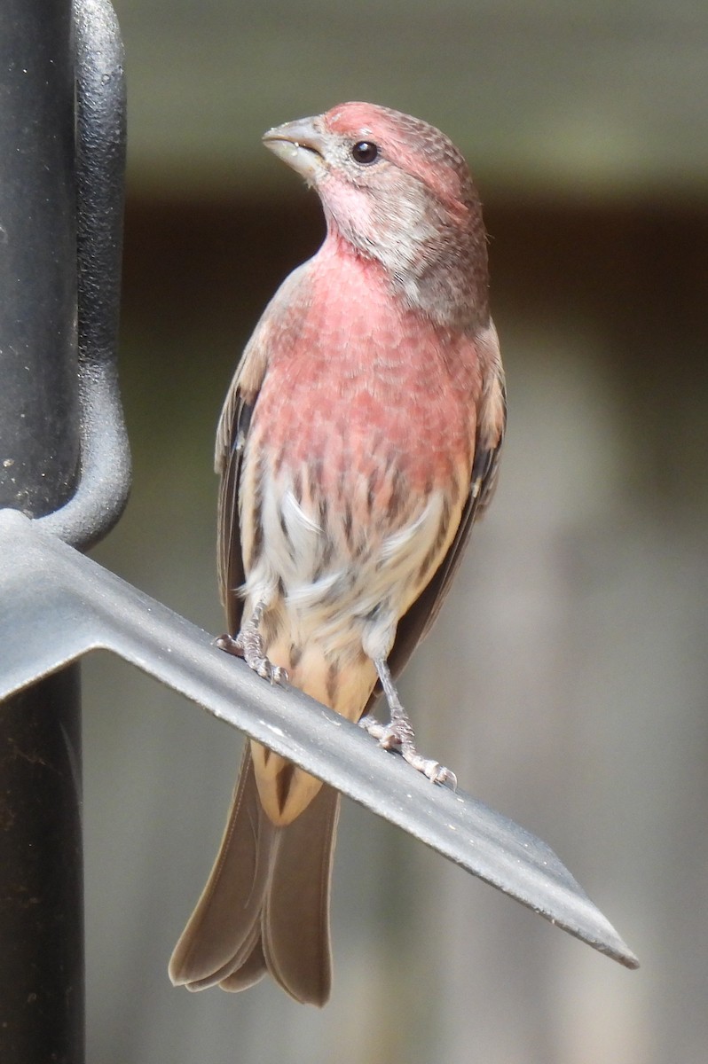 House Finch - ML642082812