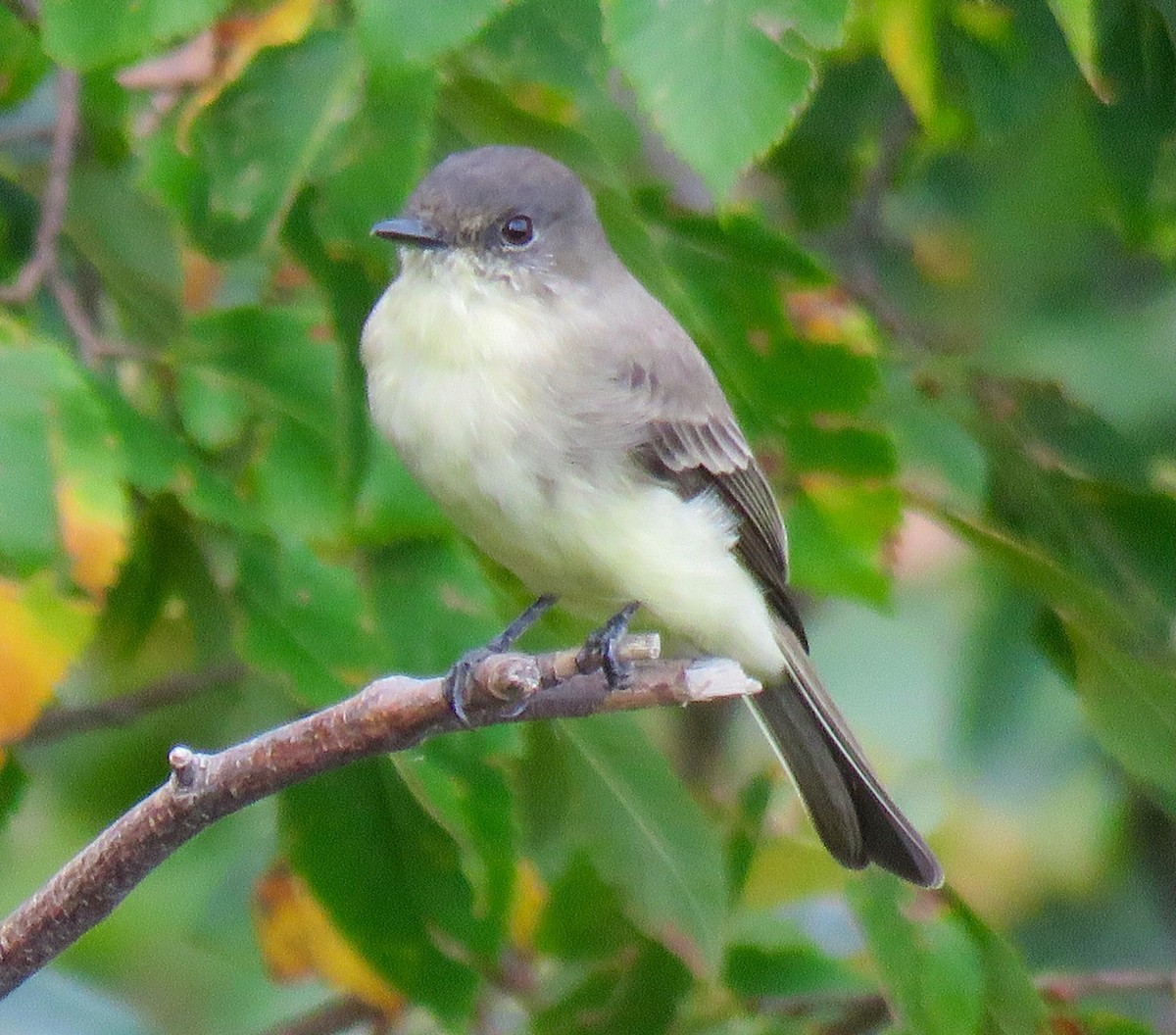Eastern Phoebe - ML642082826