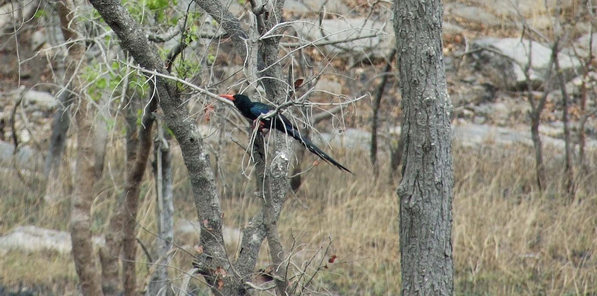 Green Woodhoopoe - ML642082828