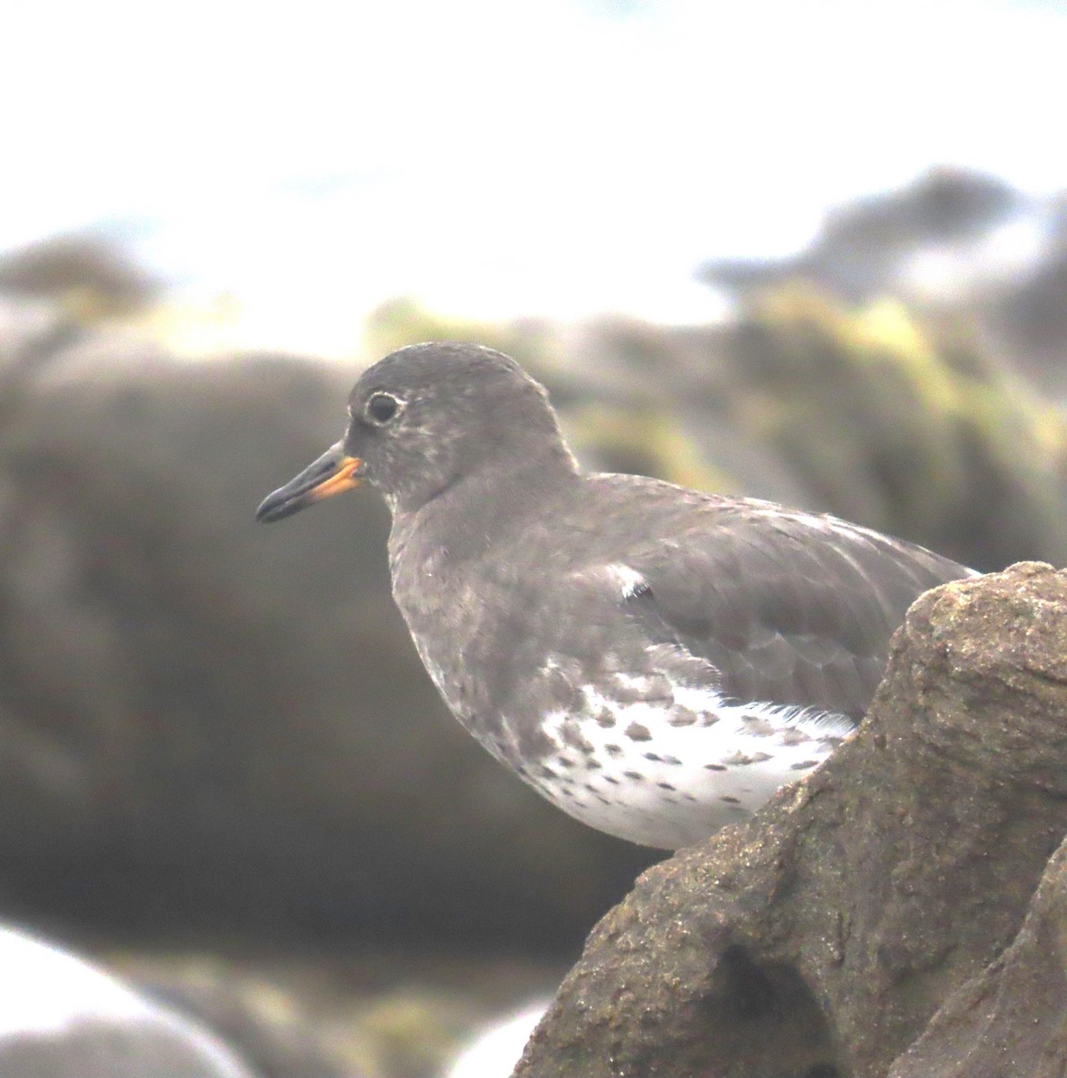 Gischtläufer - ML642082838