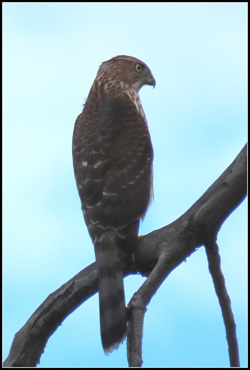 Gavilán de Cooper - ML642082864