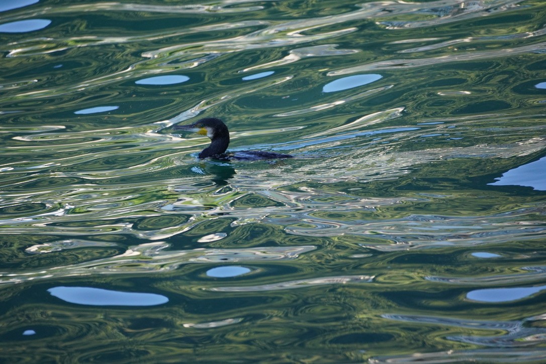 Kormoran - ML642082875