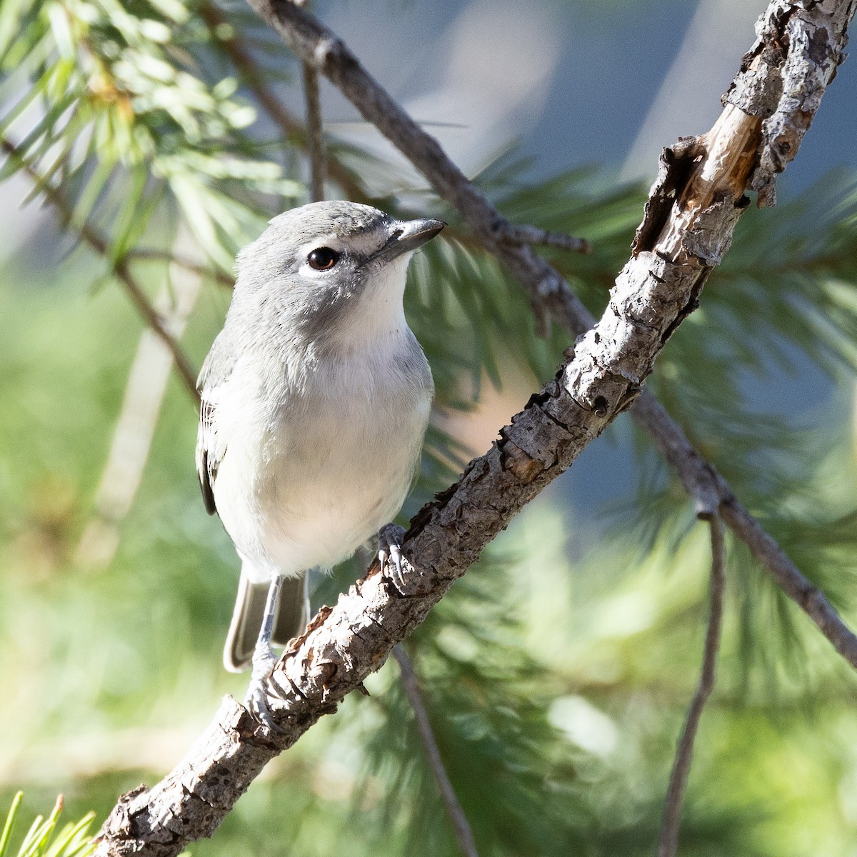 Plumbeous Vireo - ML642082877