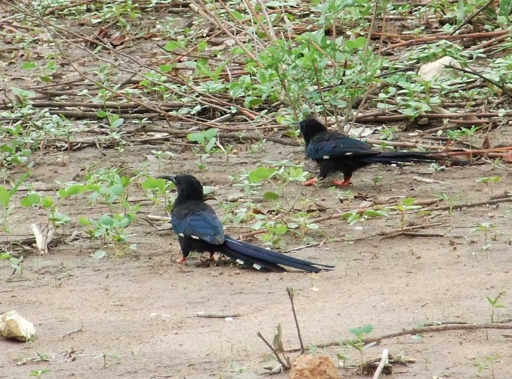 Green Woodhoopoe - ML642082878