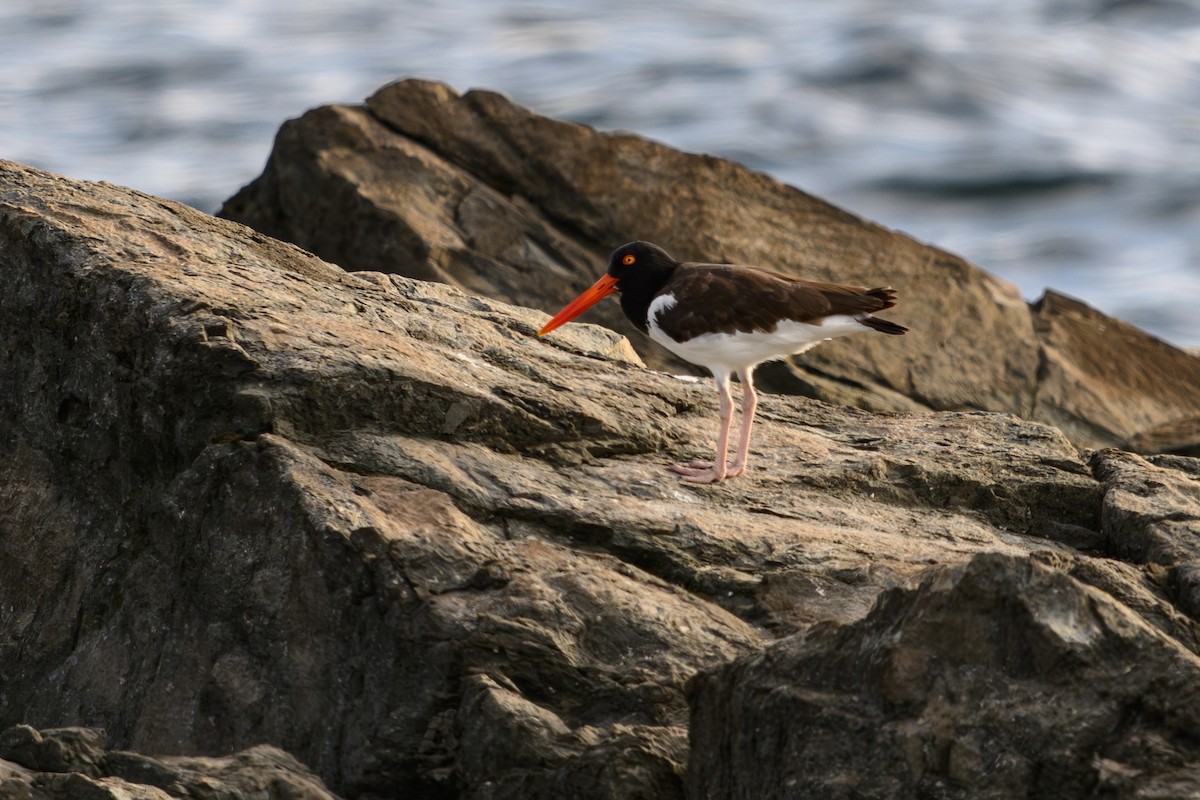American Oystercatcher - ML642082879
