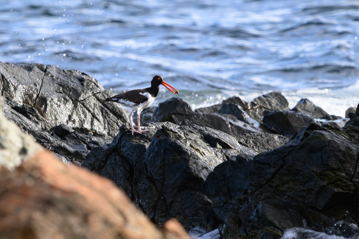American Oystercatcher - ML642082880