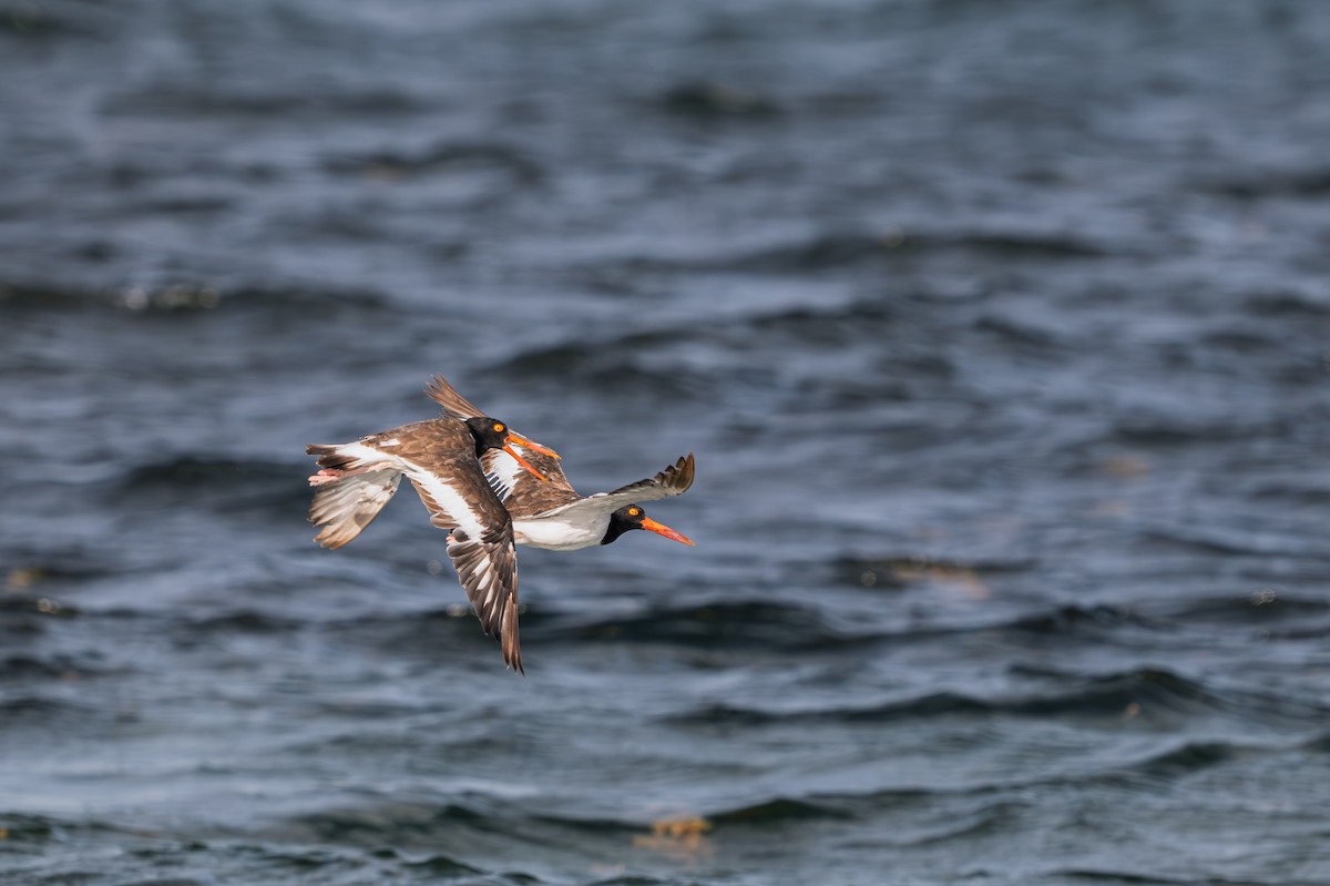 American Oystercatcher - ML642082881