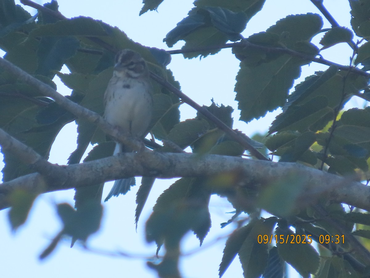 Lark Sparrow - ML642082909