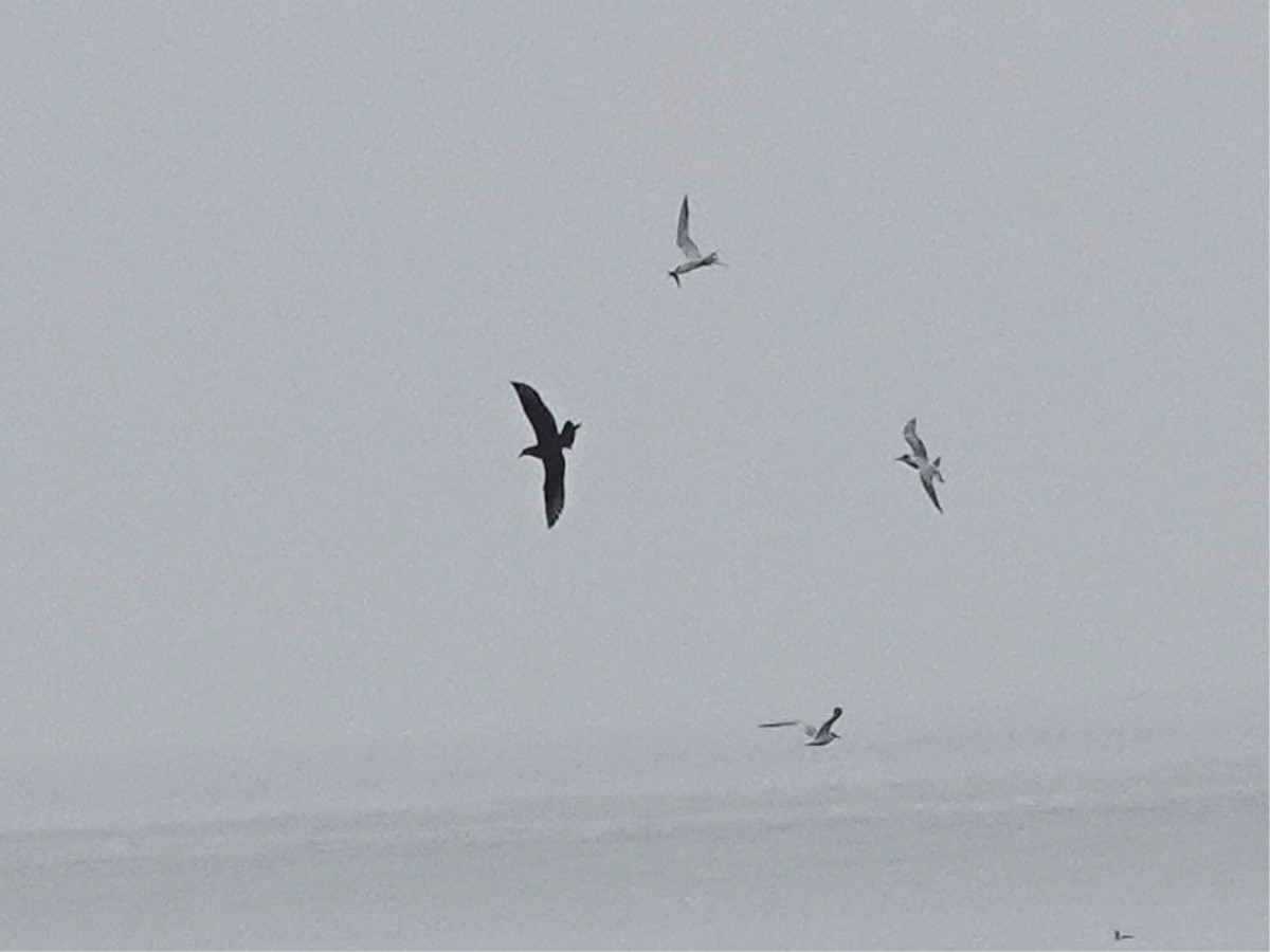 Parasitic Jaeger - ML642082923