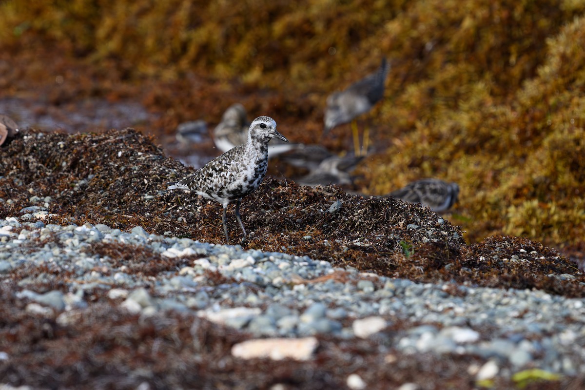 Black-bellied Plover - ML642082925
