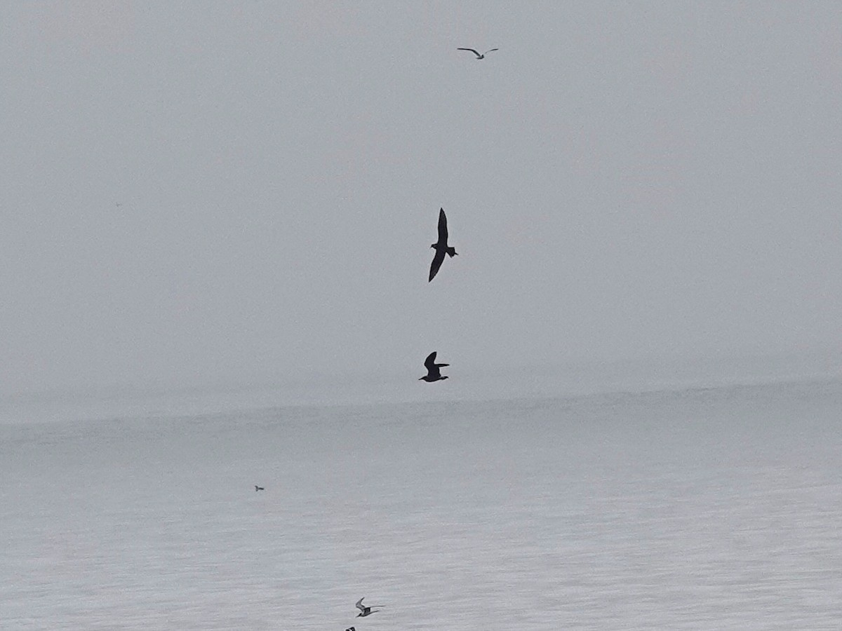 Parasitic Jaeger - ML642082926