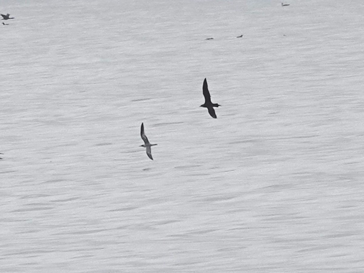 Parasitic Jaeger - ML642082929