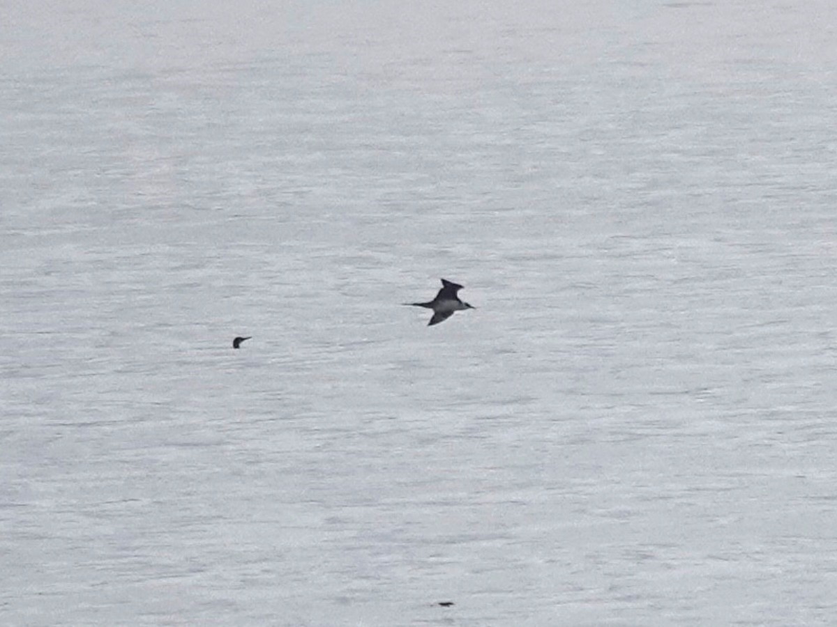 Parasitic Jaeger - ML642082931